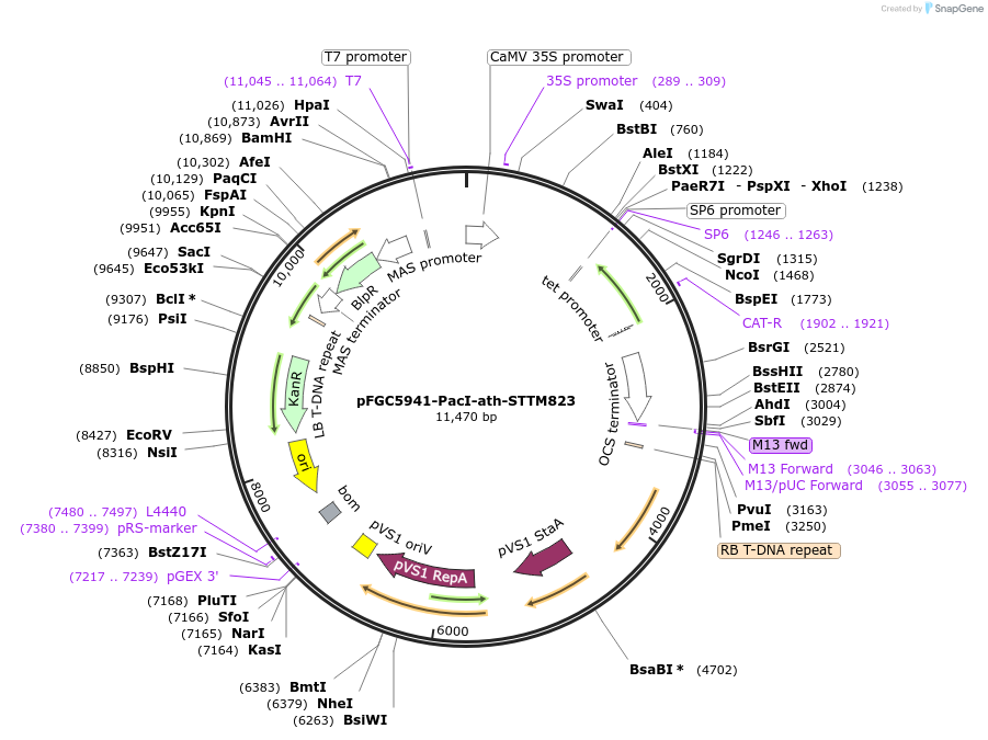 84152-plasmid-map-sequence-id-167043