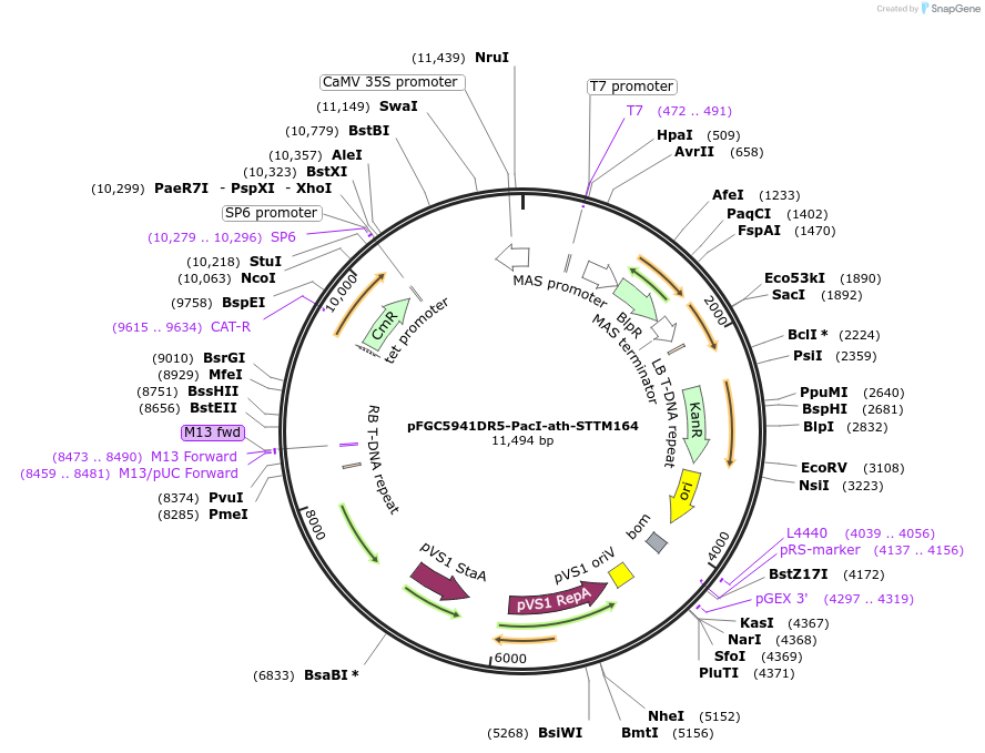84090-plasmid-map-sequence-id-167047