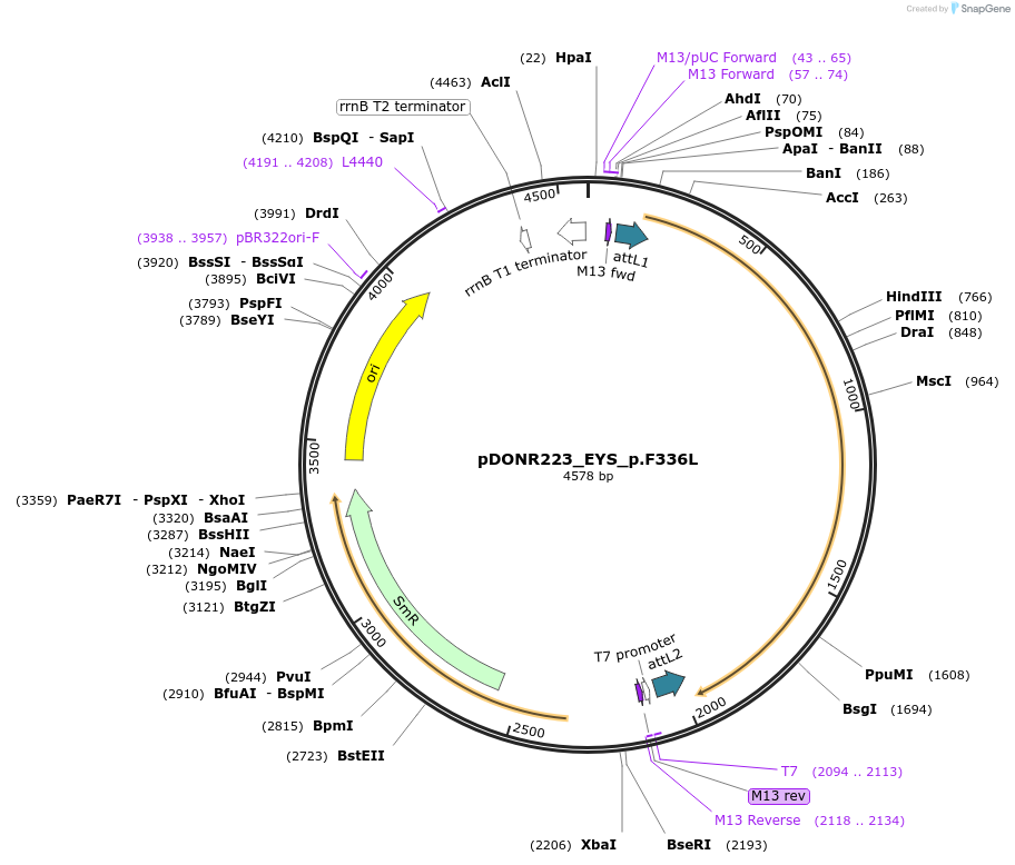 81582-plasmid-map-sequence-id-167052