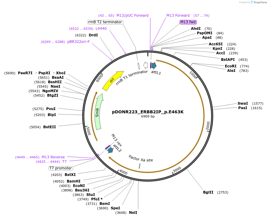 81587-plasmid-map-sequence-id-167058