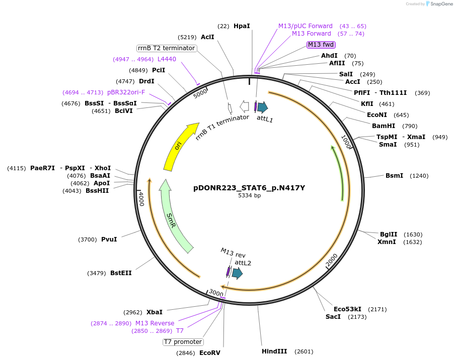 81591-plasmid-map-sequence-id-167091