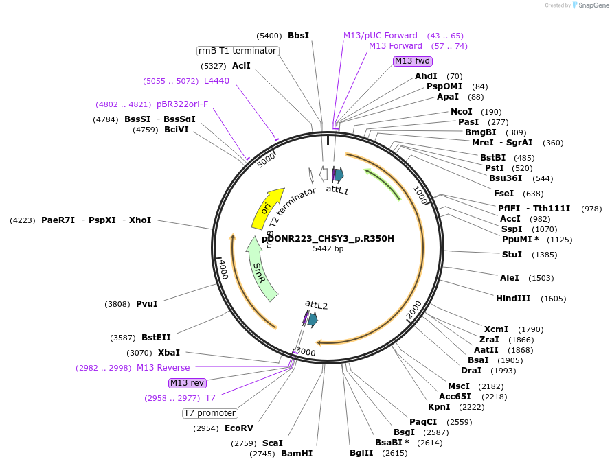 81594-plasmid-map-sequence-id-167094