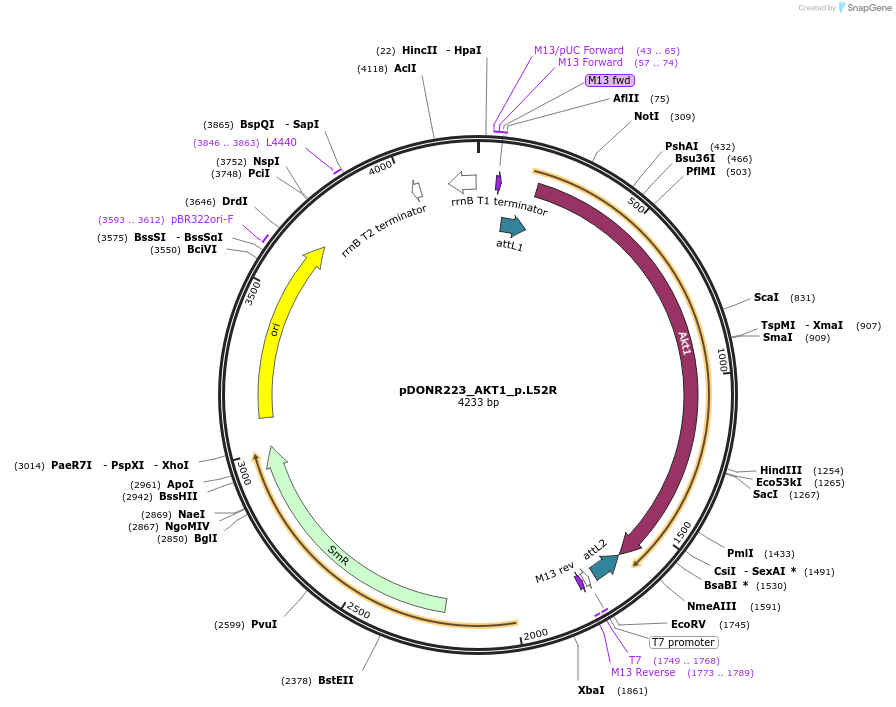 81604-plasmid-map-sequence-id-167107