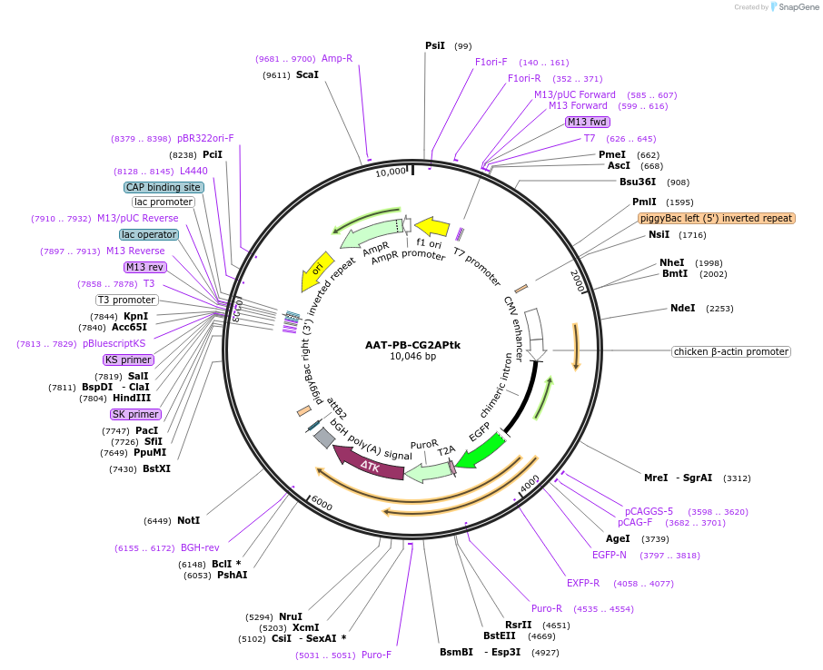 86003-plasmid-map-sequence-id-167124