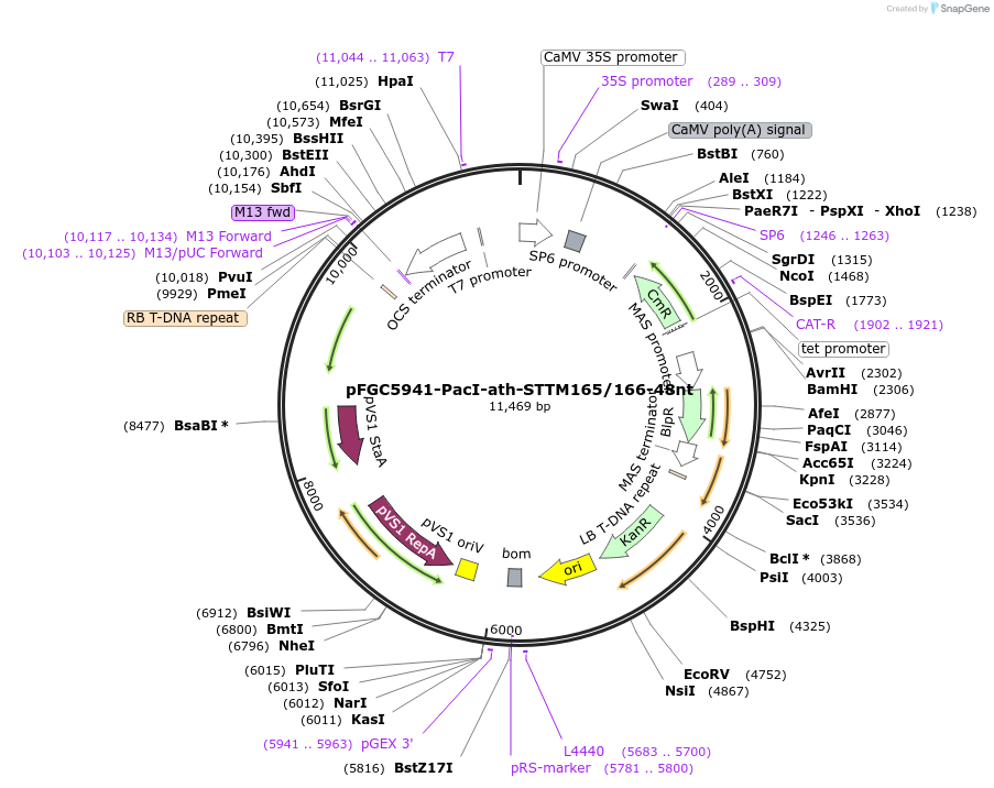 84091-plasmid-map-sequence-id-167200