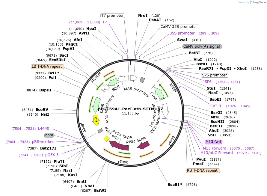 84092-plasmid-map-sequence-id-167202
