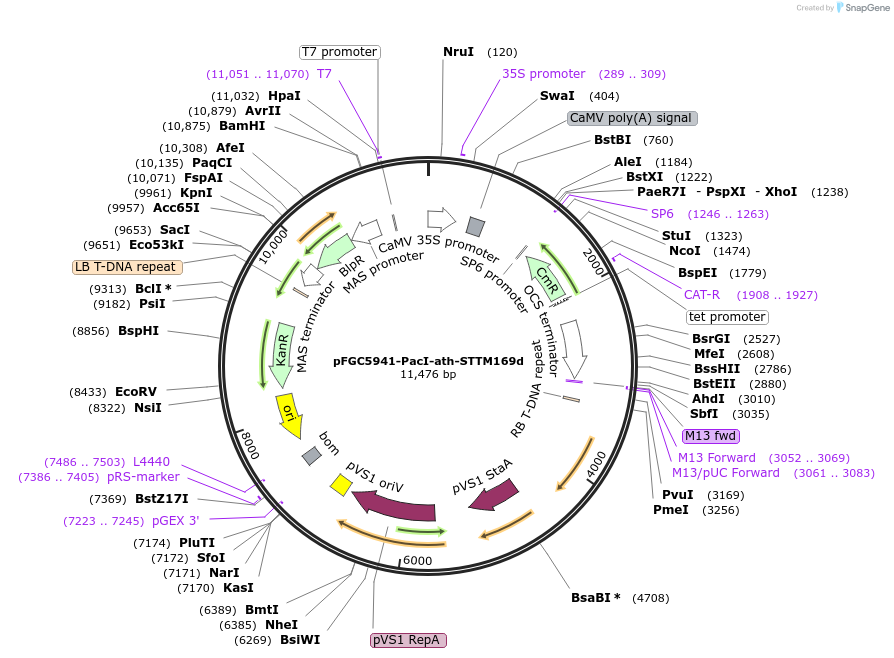84095-plasmid-map-sequence-id-167209