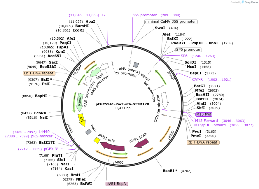 84096-plasmid-map-sequence-id-167211