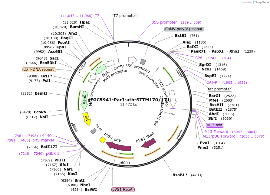 84097-plasmid-map-sequence-id-167212