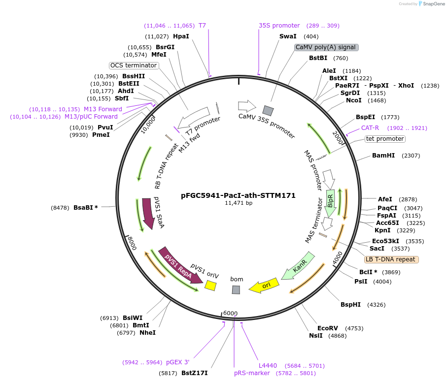 84098-plasmid-map-sequence-id-167215