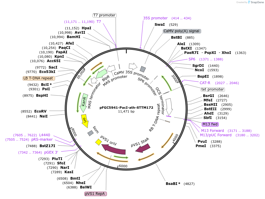 84100-plasmid-map-sequence-id-167216