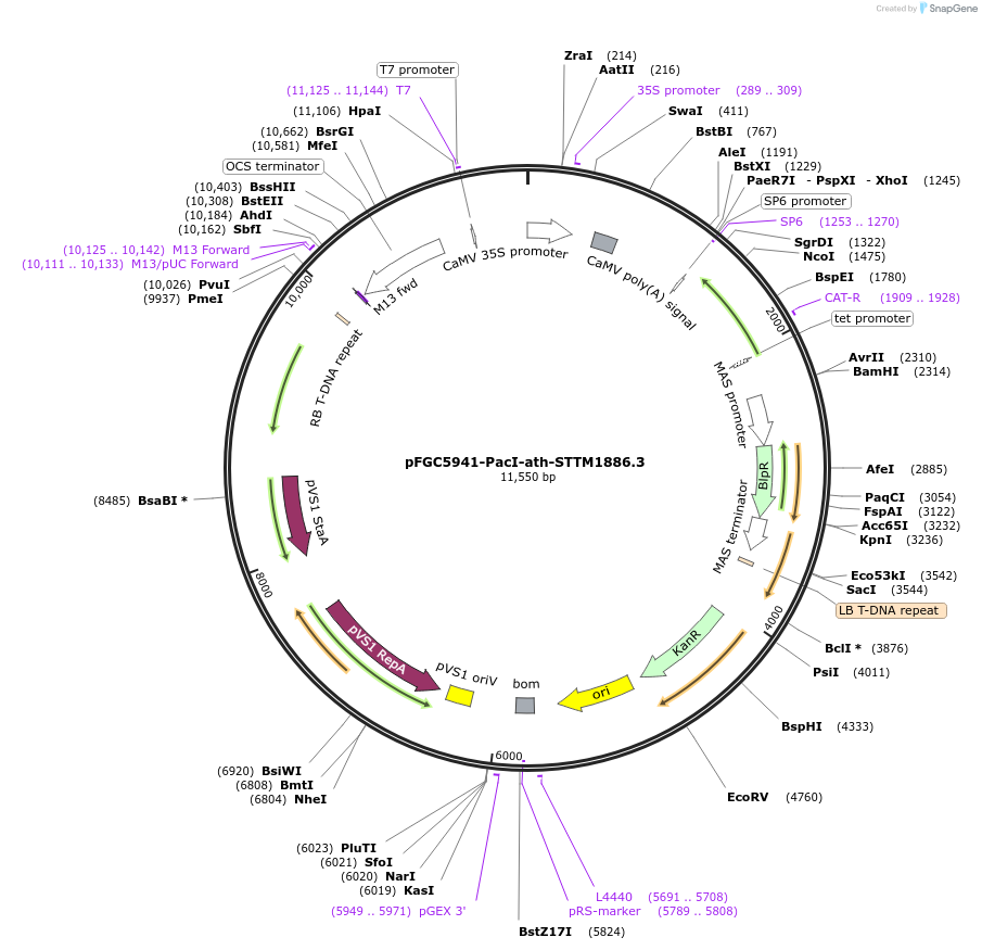 84104-plasmid-map-sequence-id-167233