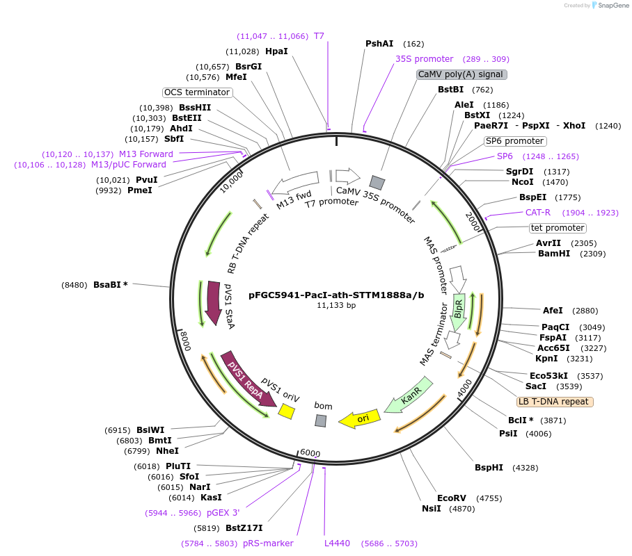 84106-plasmid-map-sequence-id-167235
