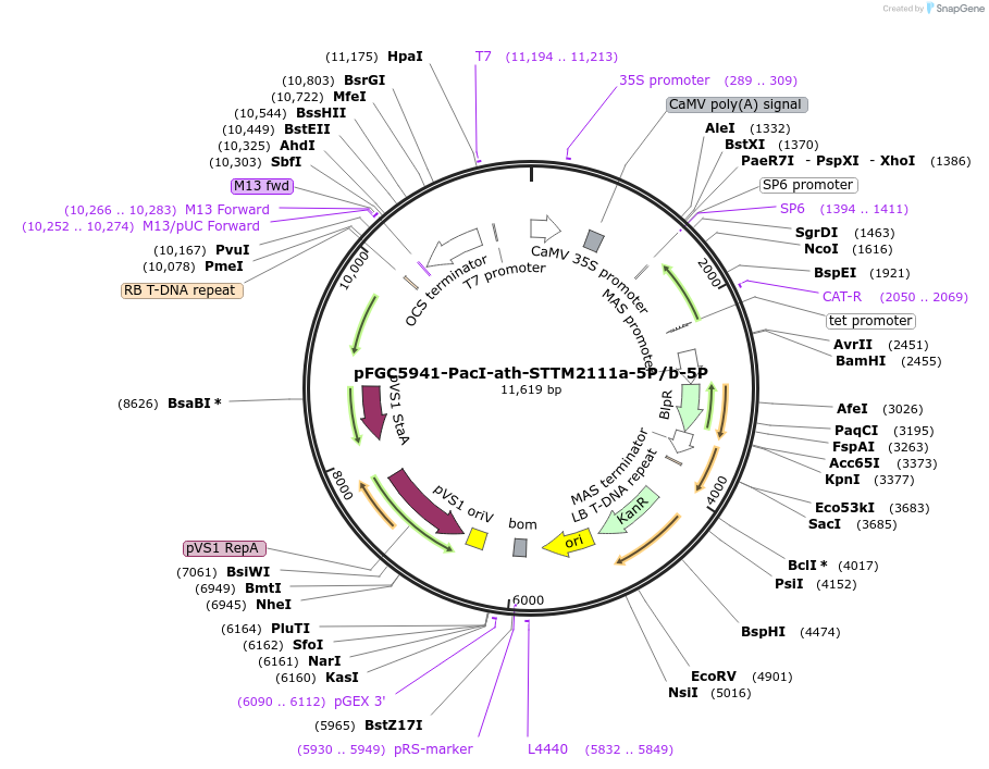 84107-plasmid-map-sequence-id-167239