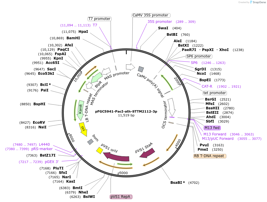 84108-plasmid-map-sequence-id-167240