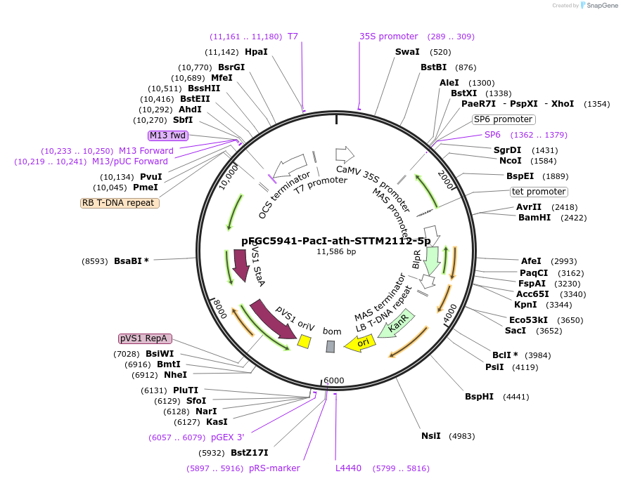 84109-plasmid-map-sequence-id-167241
