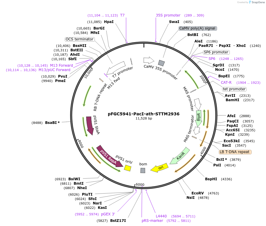 84111-plasmid-map-sequence-id-167242