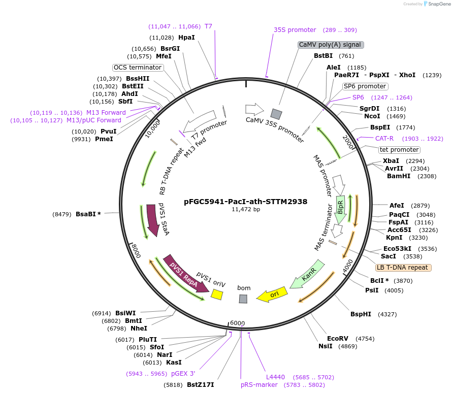 84113-plasmid-map-sequence-id-167243