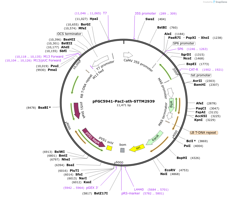 84114-plasmid-map-sequence-id-167244