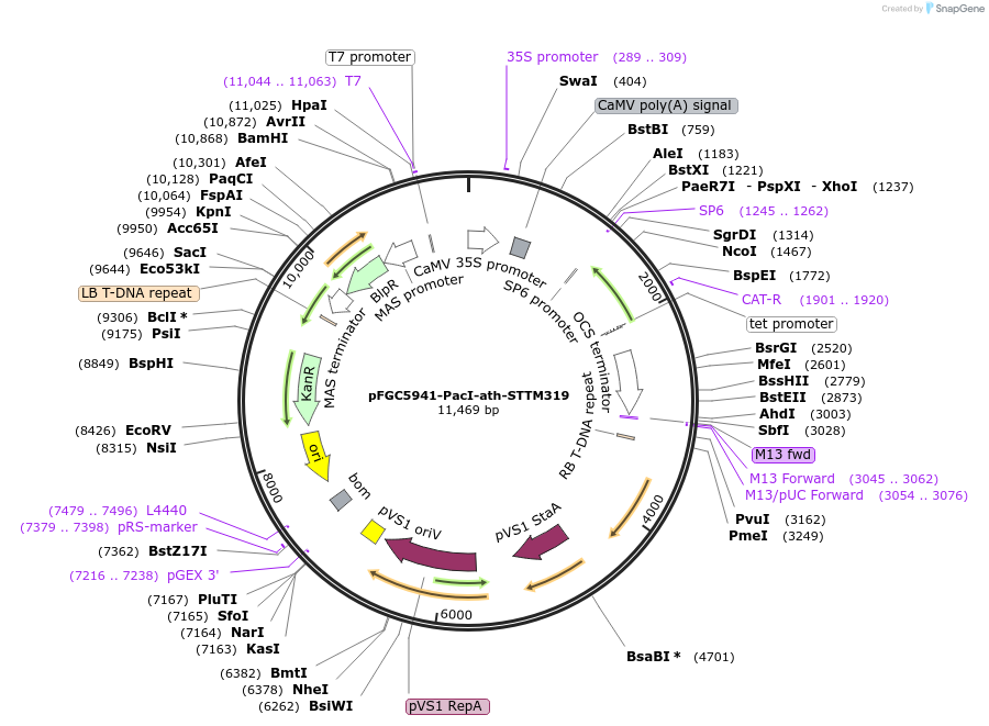84115-plasmid-map-sequence-id-167245