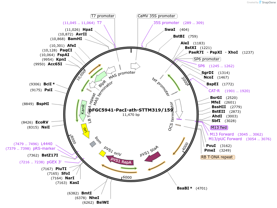 84116-plasmid-map-sequence-id-167246