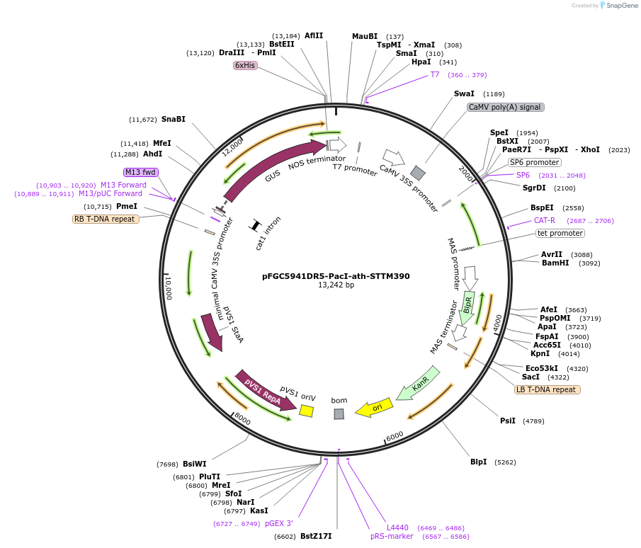 84117-plasmid-map-sequence-id-167248