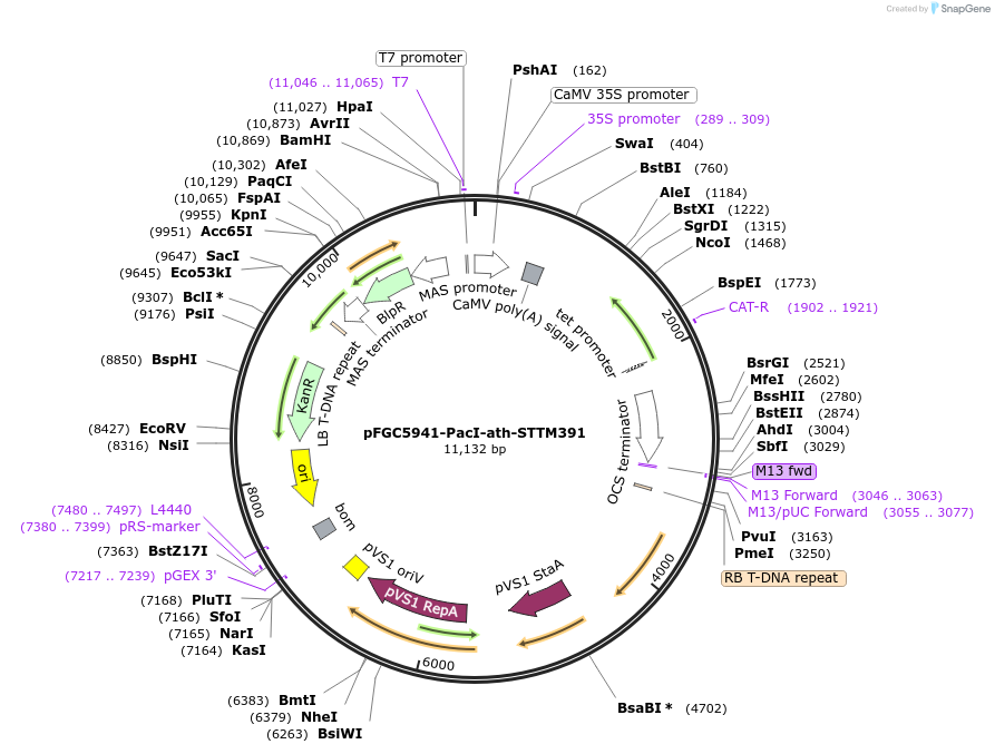 84118-plasmid-map-sequence-id-167252