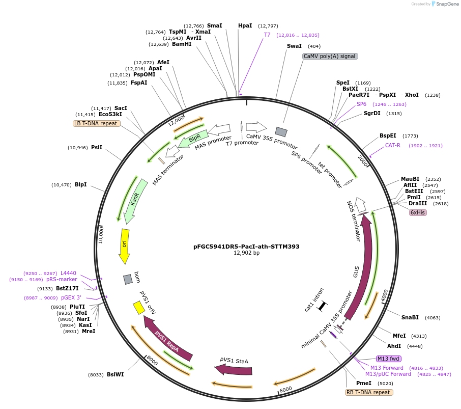 84119-plasmid-map-sequence-id-167255