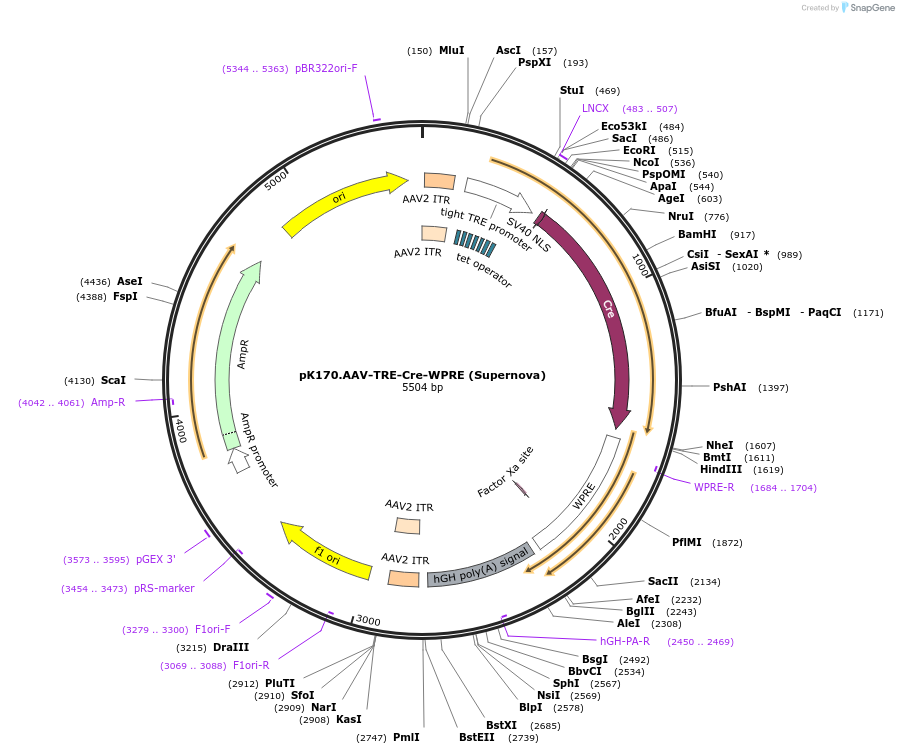 85040-plasmid-map-sequence-id-167262