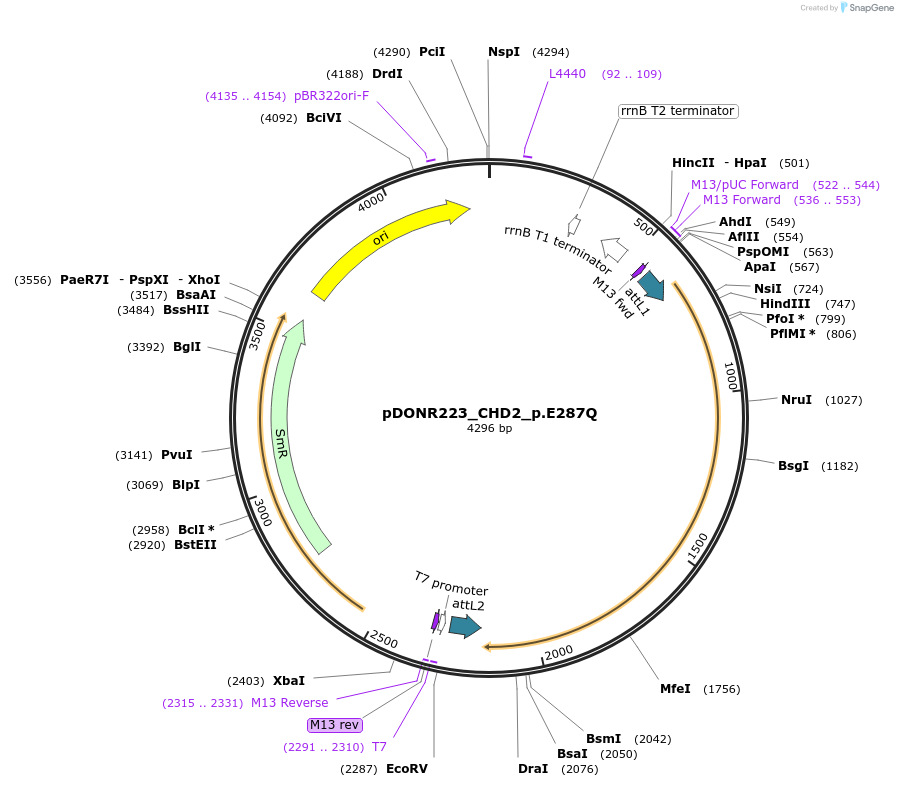 81467-plasmid-map-sequence-id-167263