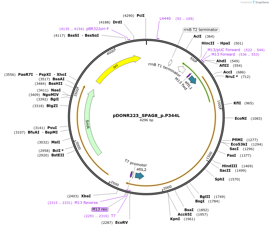 81470-plasmid-map-sequence-id-167266