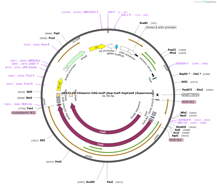 85041-plasmid-map-sequence-id-167283
