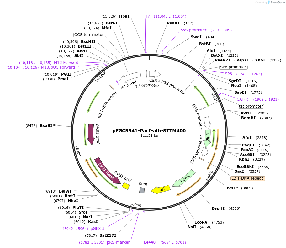 84126-plasmid-map-sequence-id-167285