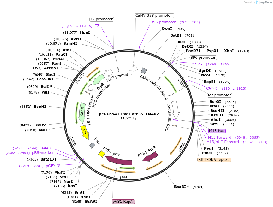84127-plasmid-map-sequence-id-167287