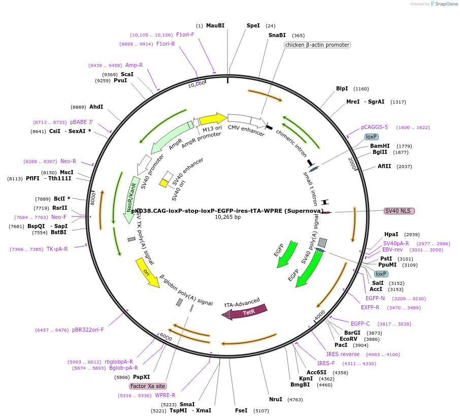 85006-plasmid-map-sequence-id-167292