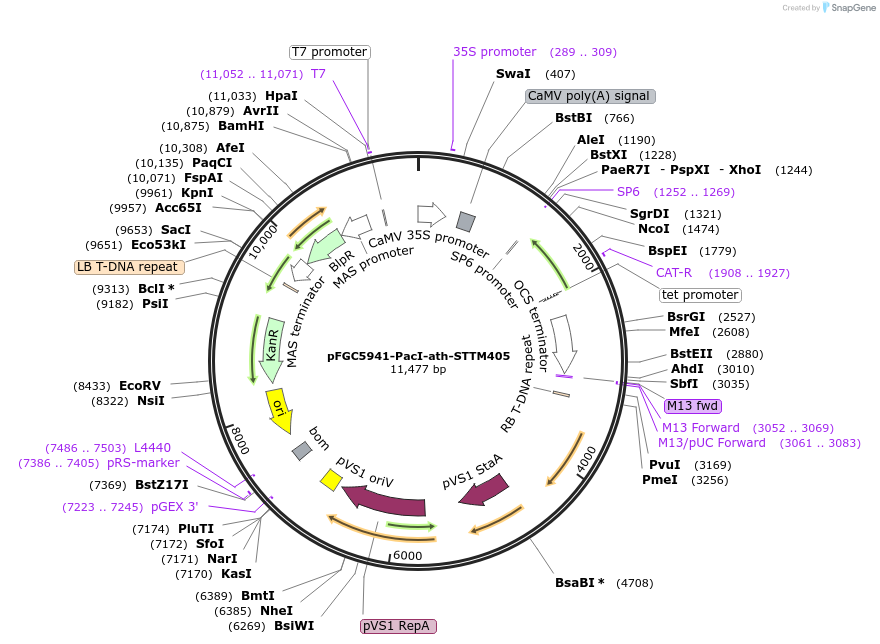 84129-plasmid-map-sequence-id-167293