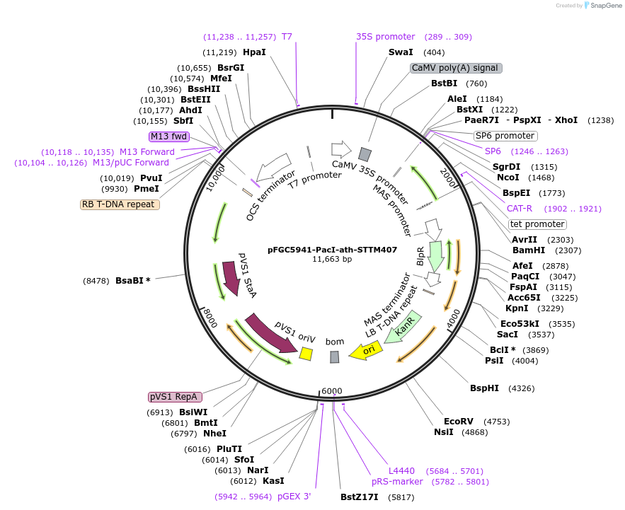 84131-plasmid-map-sequence-id-167297