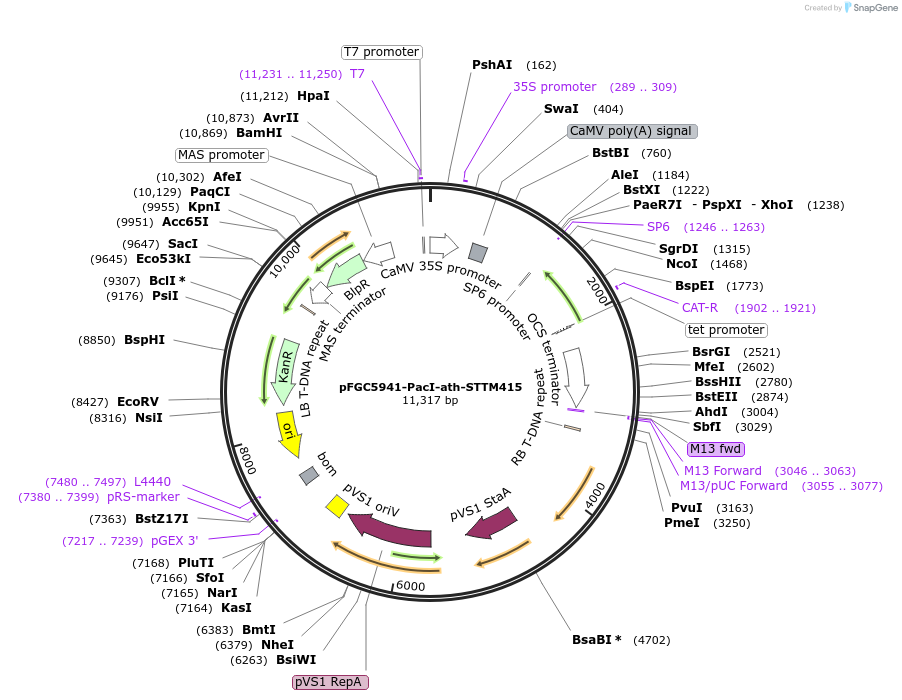 84134-plasmid-map-sequence-id-167305