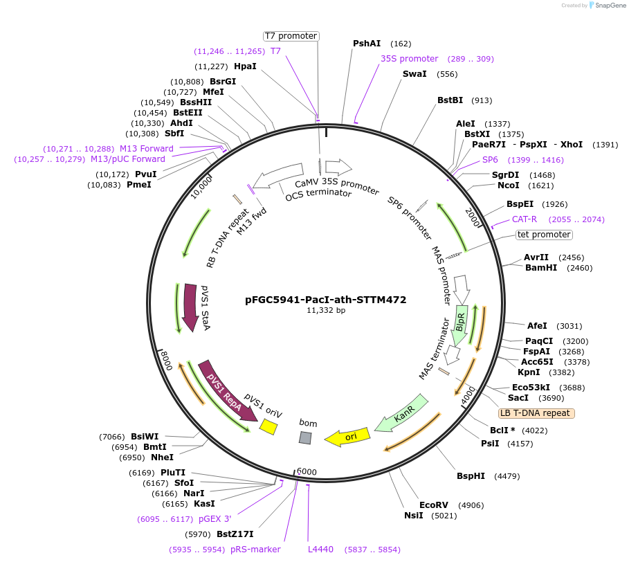 84139-plasmid-map-sequence-id-167311