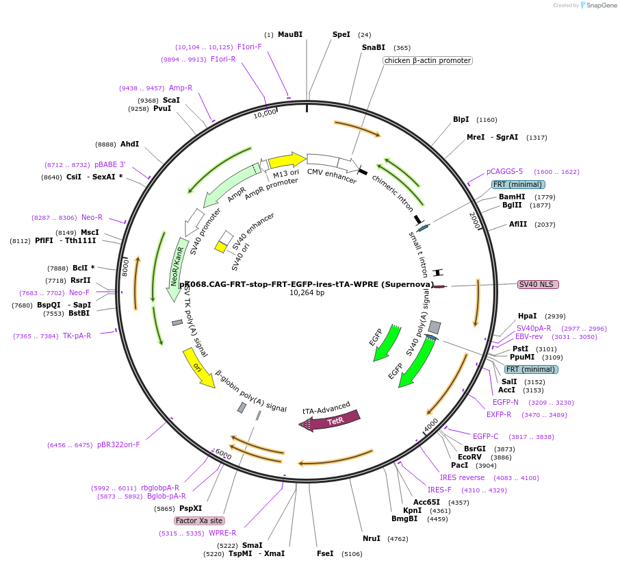 85008-plasmid-map-sequence-id-167314
