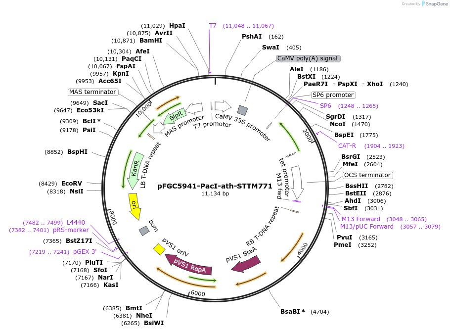 84140-plasmid-map-sequence-id-167315