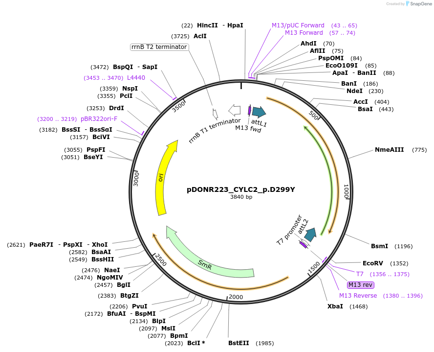 81608-plasmid-map-sequence-id-167345