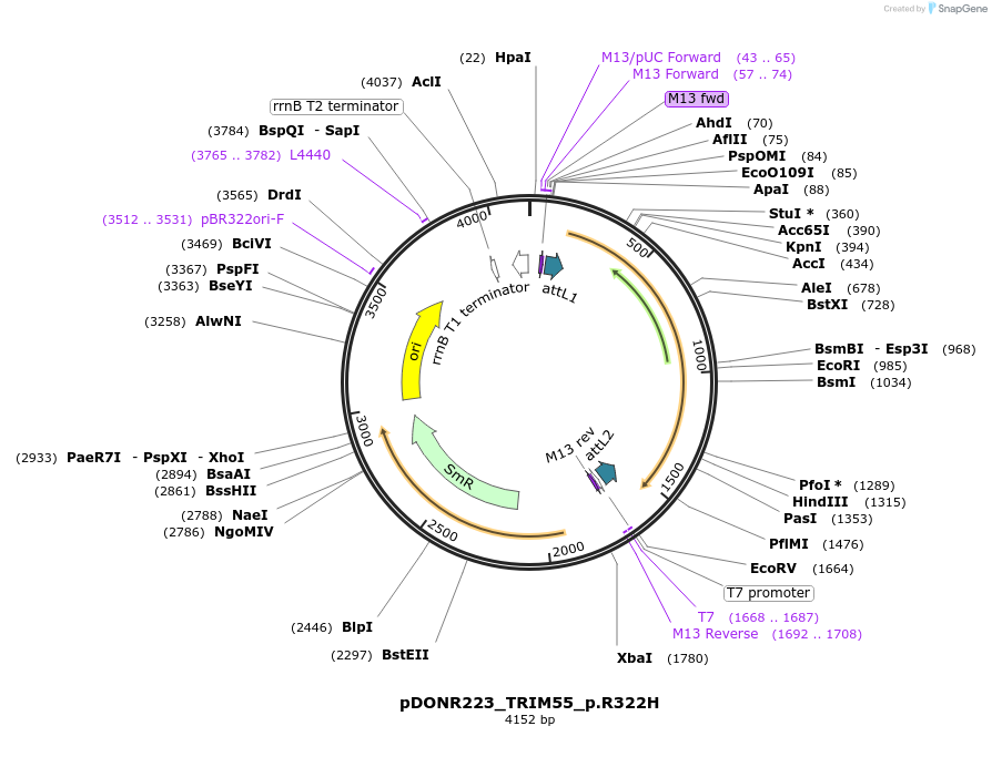 81609-plasmid-map-sequence-id-167346