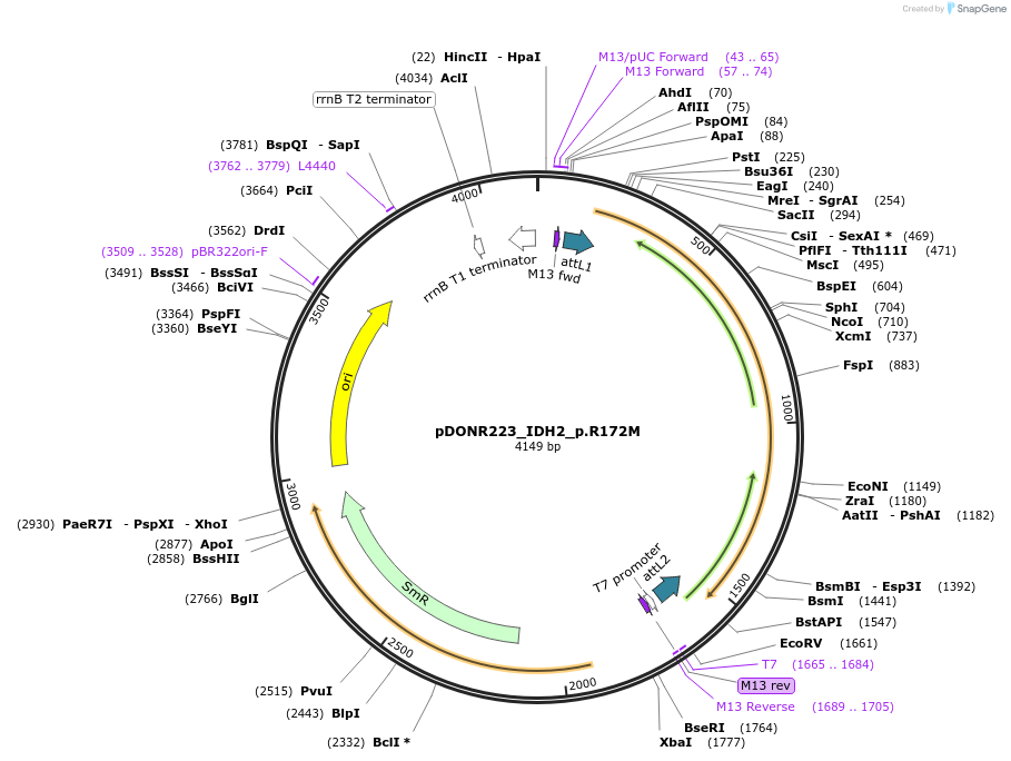 81618-plasmid-map-sequence-id-167355
