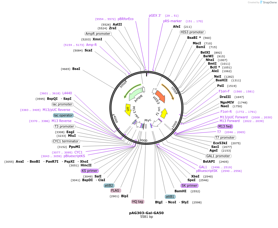84907-plasmid-map-sequence-id-167361