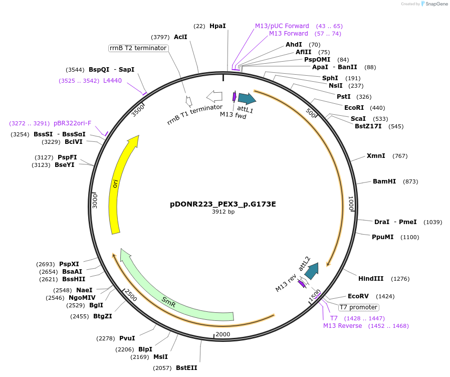 81623-plasmid-map-sequence-id-167363