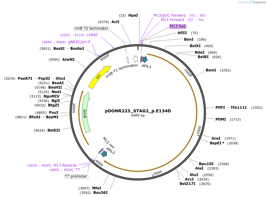 81629-plasmid-map-sequence-id-167439