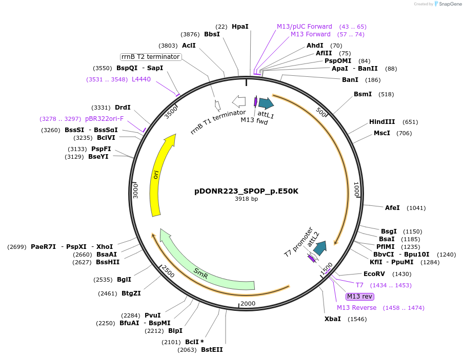 81631-plasmid-map-sequence-id-167442