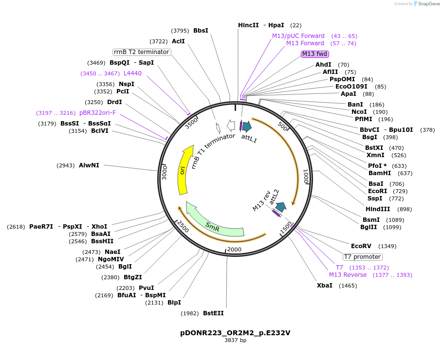 81634-plasmid-map-sequence-id-167449