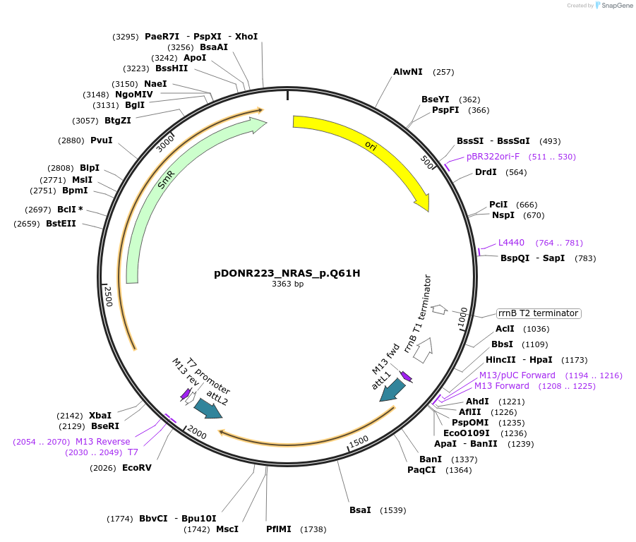 81670-plasmid-map-sequence-id-167455